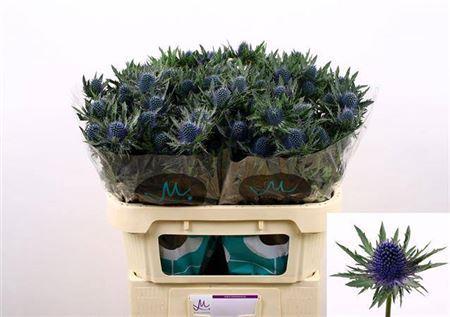 Eryngium Aquarius Questar