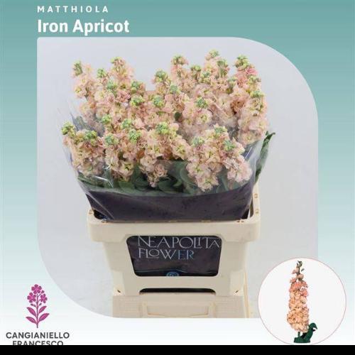 Matthiola incana 'Iron Apricot'