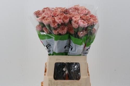 Dianthus standaard kleurbehandeld H%