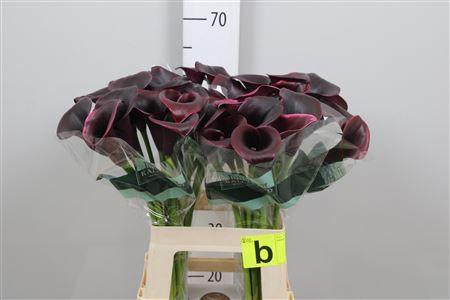 Zantedeschia 'Cantor'