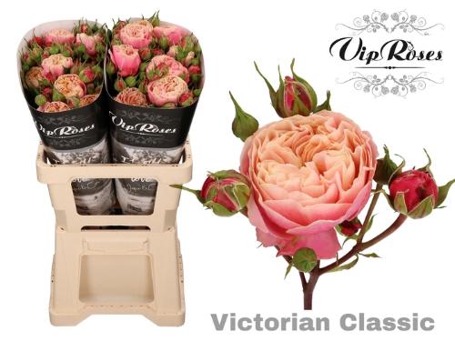 Rosa tros Victorian Classic@