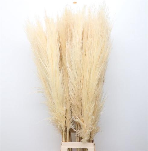 Cortaderia overig