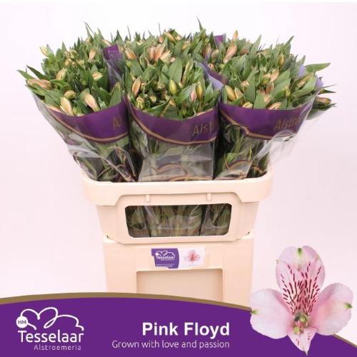Alstroemeria Pink Floyd