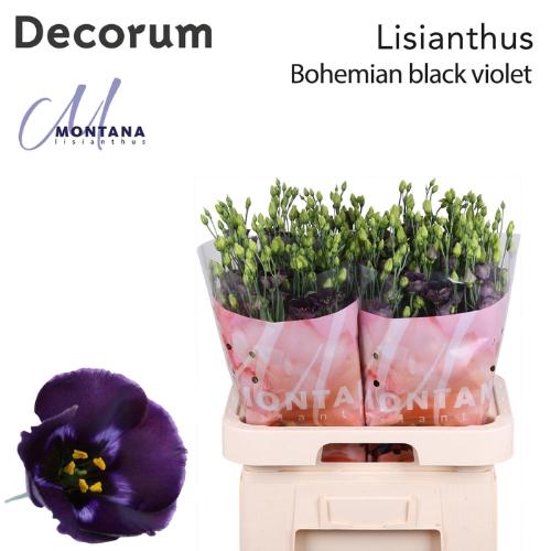 Eustoma russellianum enkelbloemig 'Bohemian Black Violet'