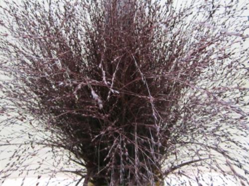 Siergras kleurbehandeld H%