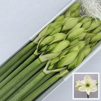 Hippeastrum Galaxy Grp 'Casablanca'