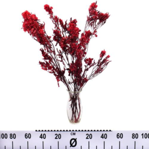 Dodonaea trvácna 60cm 5/balenie
