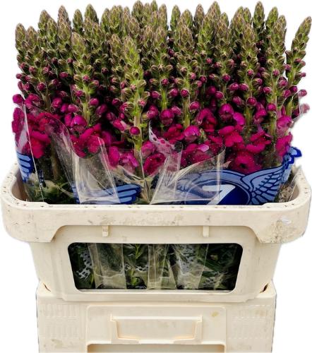 Antirrhinum majus Toulon Purple