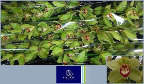 Cymbidium grootbloemig per tak 'Mrs. Maxima'
