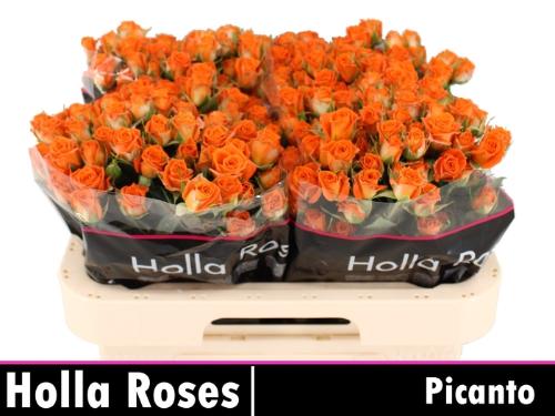 Rosa tros Picanto