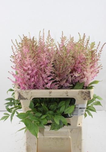 Astilbe Arendsii Grp 'Erika'