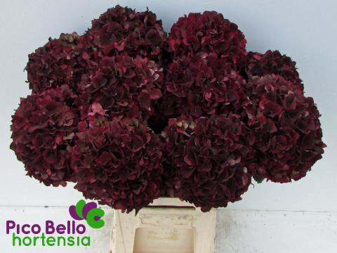 Hydrangea macrophylla Magical Rubyred (classic)