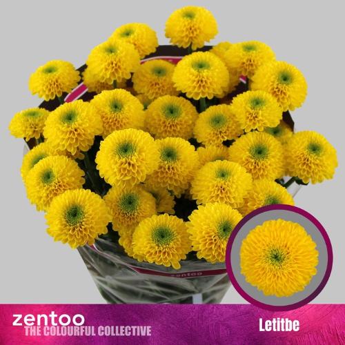 Chrysanthemum (Indicum Grp) tros Letitbe