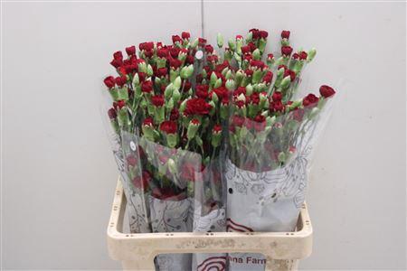 Dianthus tros 'Chateau'