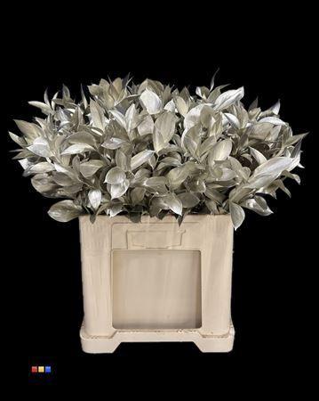 Ruscus kleurbehandeld H%