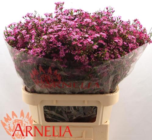 Chamelaucium 'Purple Rain'