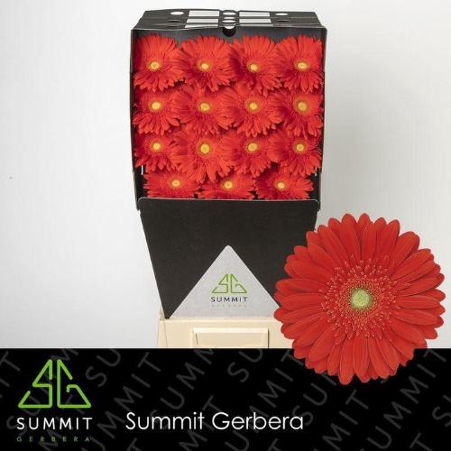 Gerbera grootbloemig 'Red Explosion'