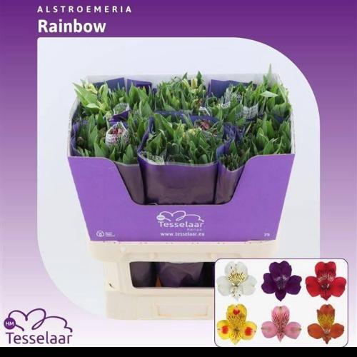 Alstroemeria Rainbow gemengd