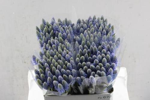 Muscari overig blauw