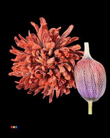 Chrysanthemum (Indicum Grp) geplozen Antonov kleurbehandeld H%