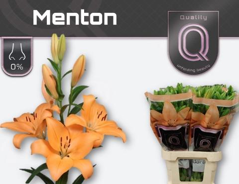 Lilium (LA-hybrids Grp) 'Menton'