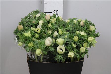 Anemone coronaria 'Marianne Panda'