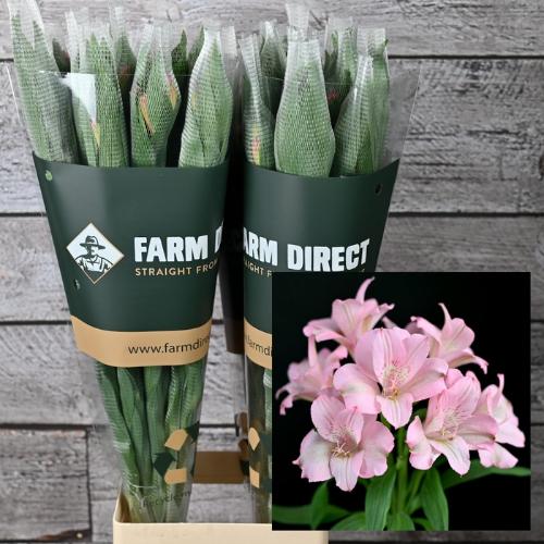 Alstroemeria Primadonna