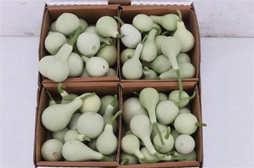 Cucurbita pepo