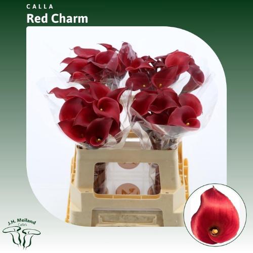 Zantedeschia 'Red Charm'