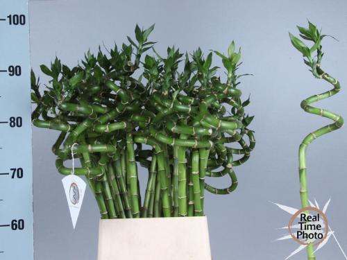 Dracaena sanderiana Lucky Bamboo