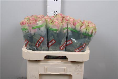 Rosa grootbloemig Belle Rose