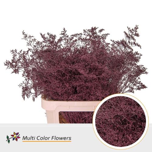 Limonium overig kleurbehandeld H%