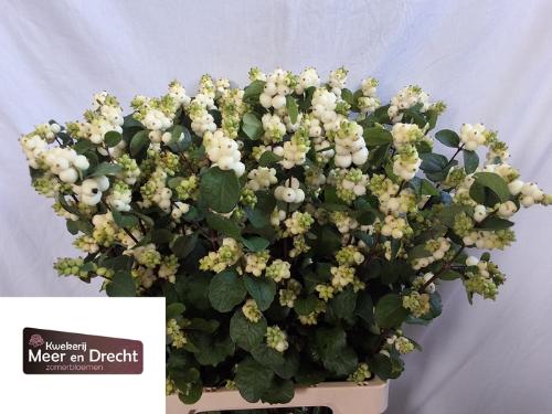 Symphoricarpos Magical White Dream