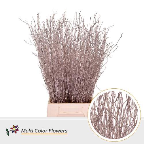 Betula kleurbehandeld H%