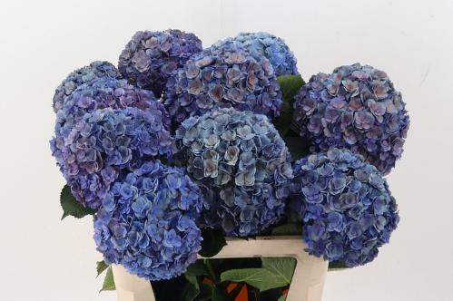 Hydrangea macrophylla Royal Anastasia (classic)