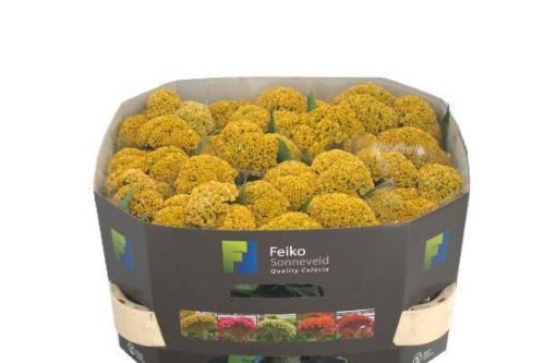 Celosia argentea (Cristata Grp) Reprise Gold