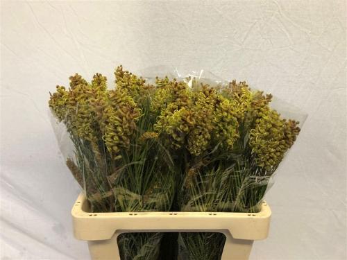 Grevillea 'Spiderman'