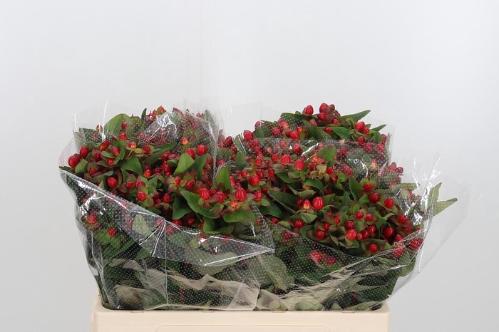 Hypericum inodorum Magical Triumph