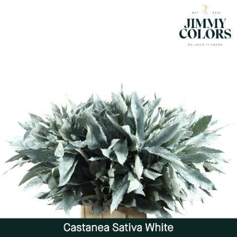 Castanea sativa kleurbehandeld H%