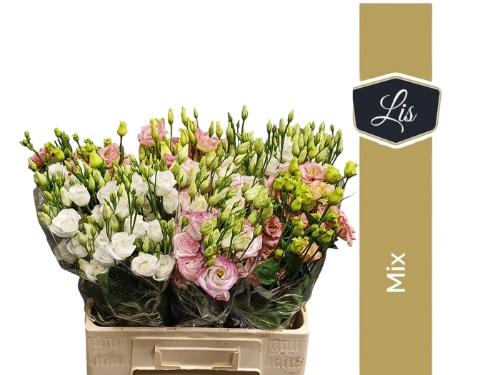 Eustoma russellianum gevuldbloemig gemengd in fust