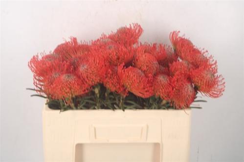 Leucospermum cordifolium 'Succession'