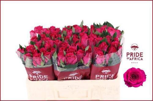 Rosa grootbloemig Xenon