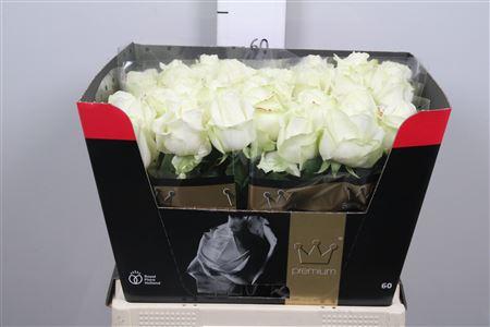 Rosa grootbloemig Avalanche+