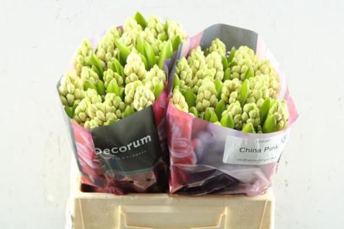 Hyacinthus orientalis 'China Pink'