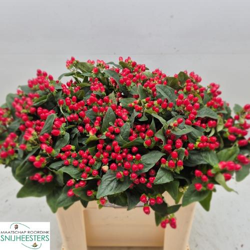 Hypericum x inodorum Magical Hotshot