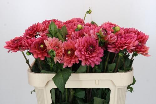 Dahlia (Decorative Grp) 'Salmon Runner'
