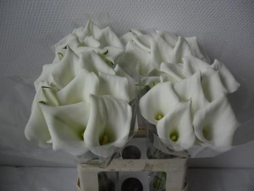 Zantedeschia 'Crystal Blush'
