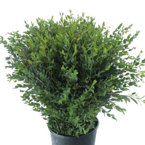 Eucalyptus per bos parvifolia
