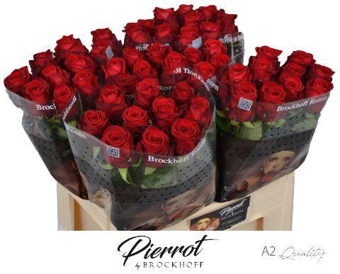 Rosa grootbloemig Red Naomi!