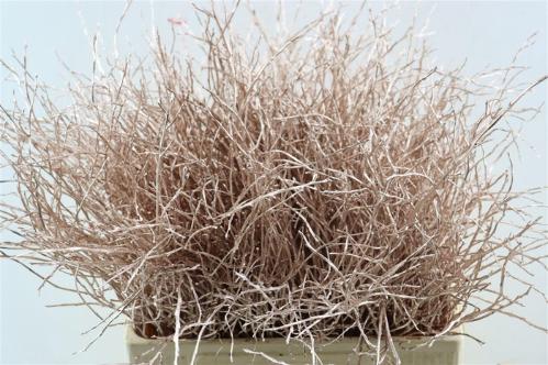 Vaccinium kleurbehandeld H%